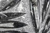 Polished Fossil Orthoceras (Cephalopod) Plate - Morocco #359565-1